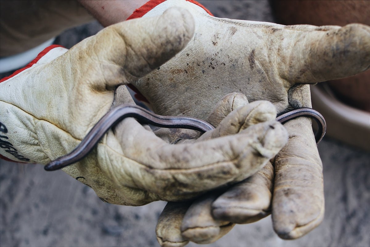 Hur du Enkelt Monterar och Demonterar Bränsle- och Kylarslangklämmor med Slangklämmetång - Felkodsläsare