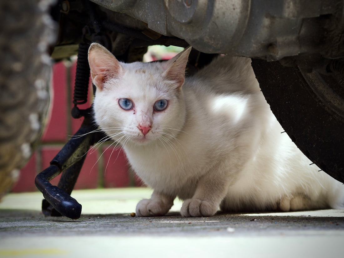 a cat with a toy sword