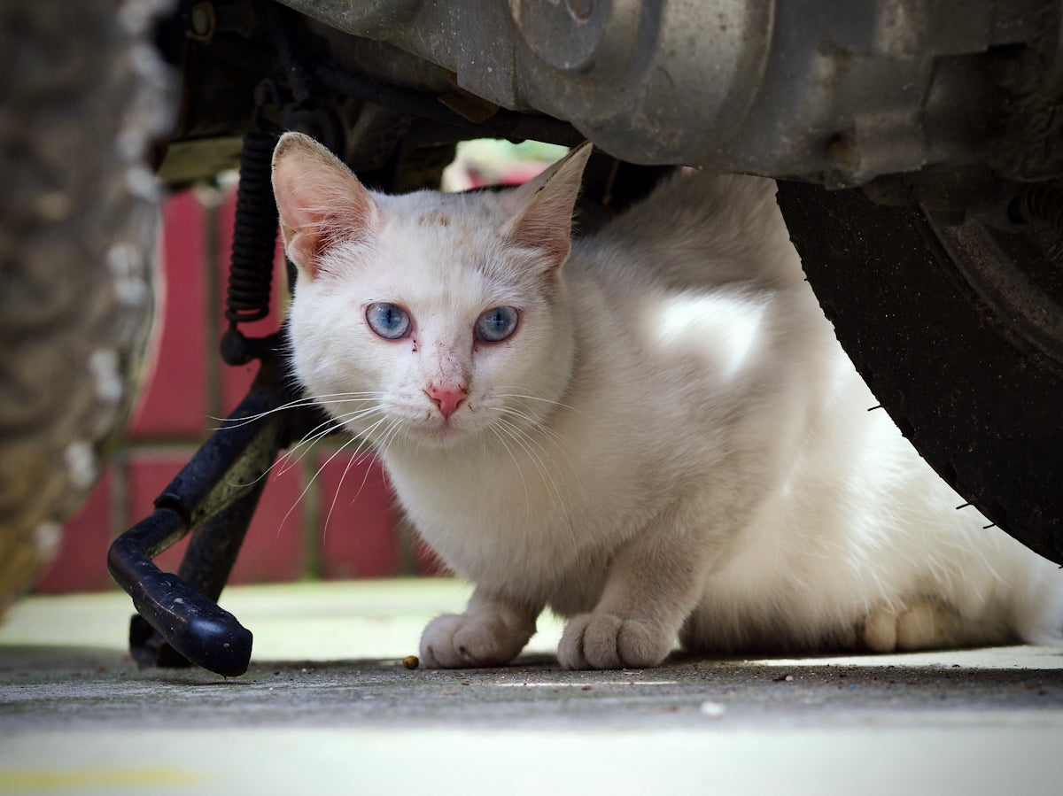 a cat with a toy sword